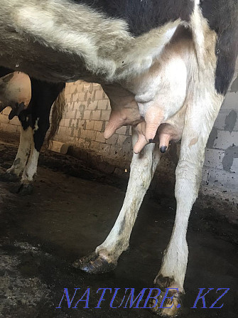 Yaroslavl dairy cow Qaskeleng - photo 2