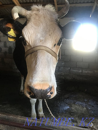 Yaroslavl dairy cow Qaskeleng - photo 1