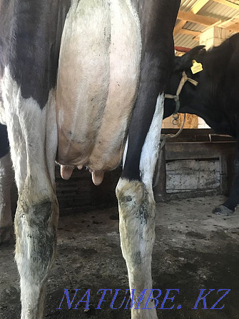 Yaroslavl dairy cow Qaskeleng - photo 3