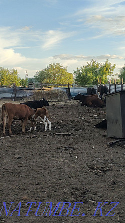 Продам корову с теленком и тёлочку Нуркен - изображение 1
