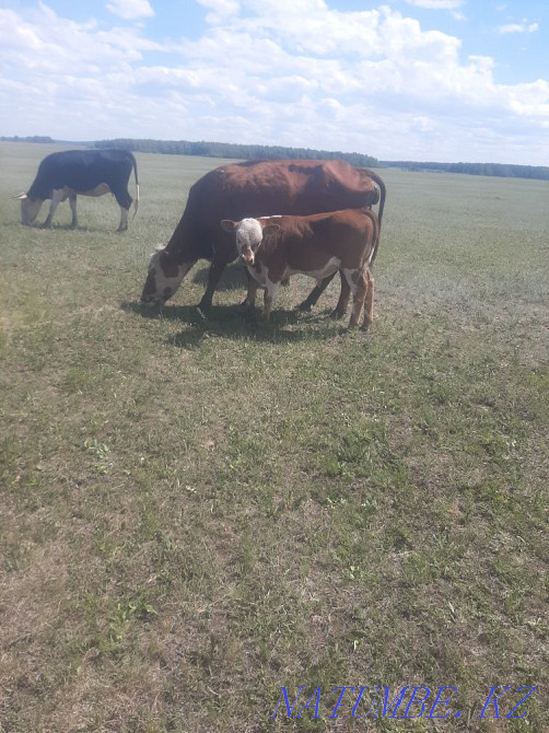 Cows with calves  - photo 4