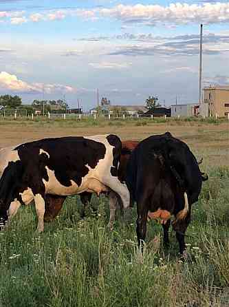 Продам дойные коровы Костанай