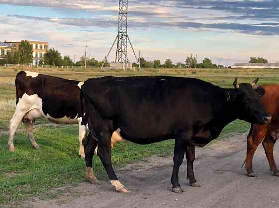Продам дойные коровы Костанай