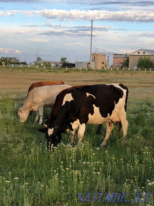 Продам дойные коровы Костанай - изображение 2