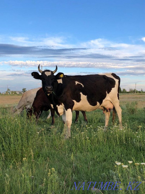 Продам дойные коровы Костанай - изображение 1