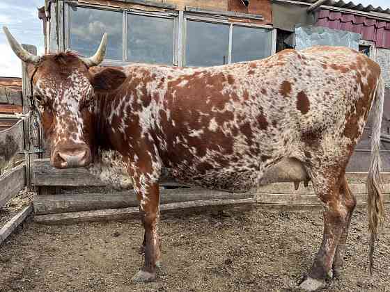Продаётся корова Karagandy