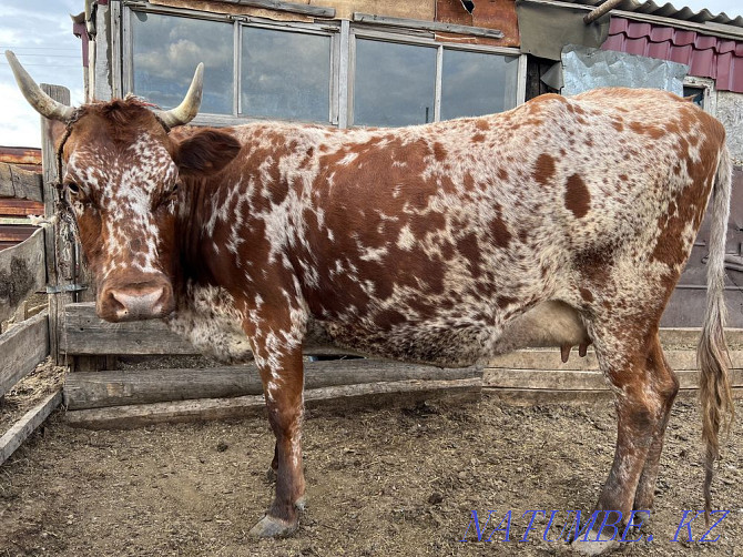 Продаётся корова Караганда - изображение 1