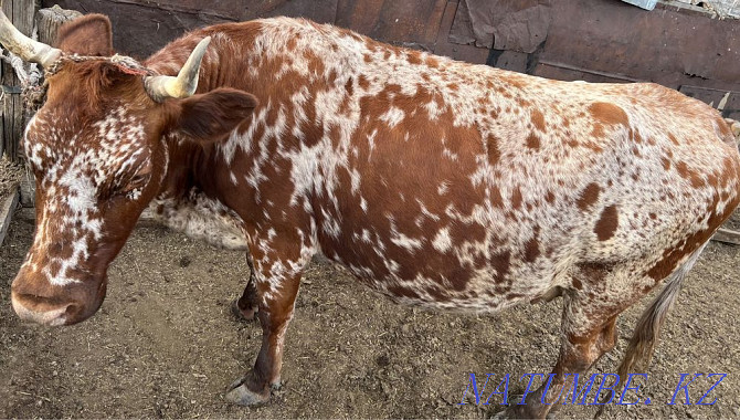 Продаётся корова Караганда - изображение 2