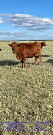 2 Коровы (жирные) Караганда - изображение 2