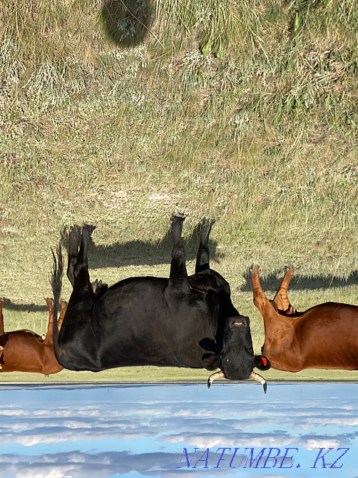 2 Cows (fat) Karagandy - photo 4