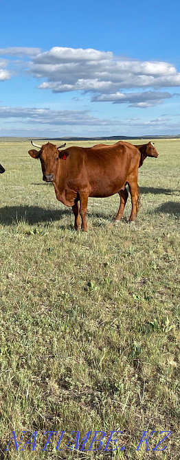 2 Cows (fat) Karagandy - photo 2