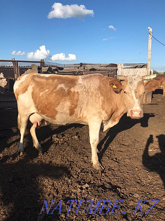 Dairy cow 4 calving  - photo 1