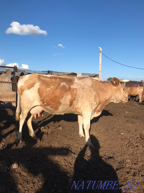 Dairy cow 4 calving  - photo 2