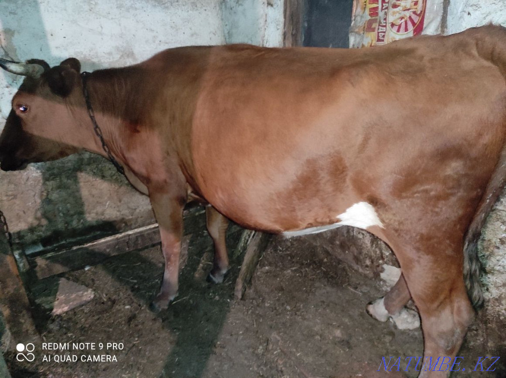 I sell three cows, the last cow with a calf  - photo 3