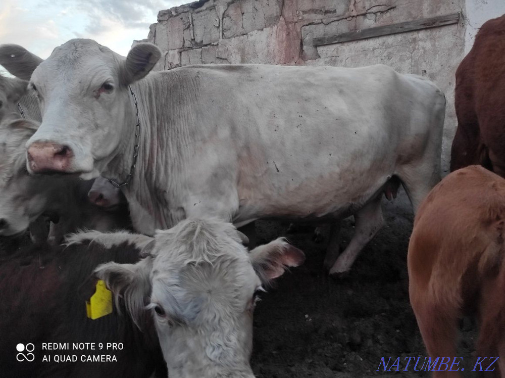 I sell three cows, the last cow with a calf  - photo 2