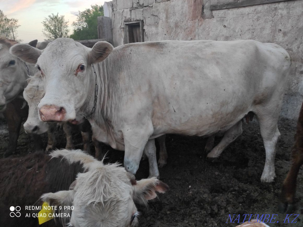 I sell three cows, the last cow with a calf  - photo 1
