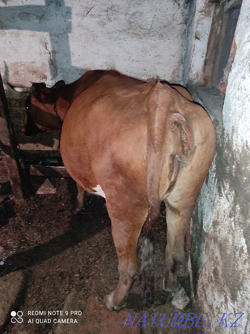 I sell three cows, the last cow with a calf  - photo 4