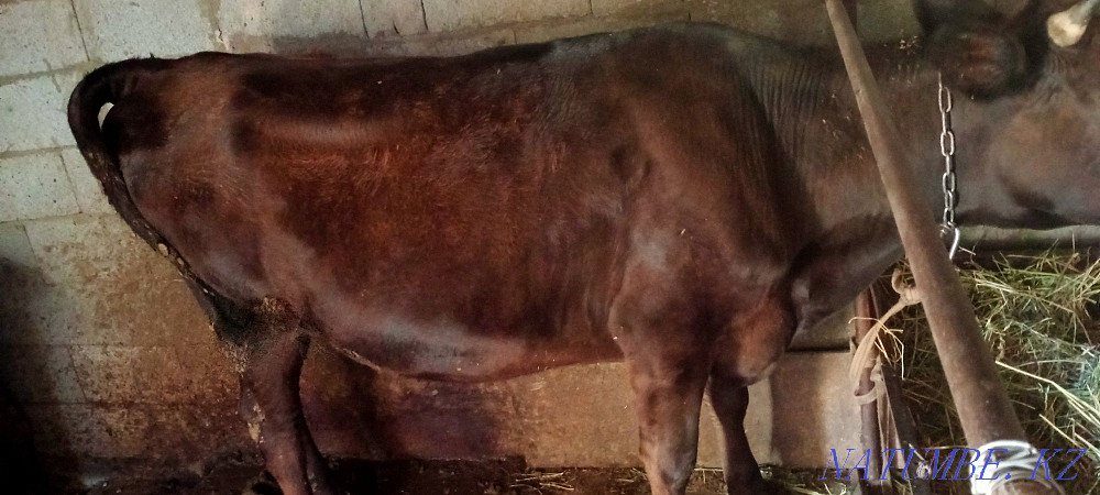 I will sell a heifer of two years old, you can get a cow, you can be fattened tall  - photo 3