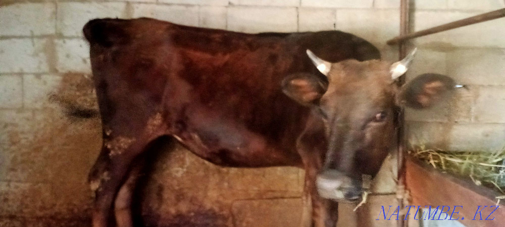 I will sell a heifer of two years old, you can get a cow, you can be fattened tall  - photo 1