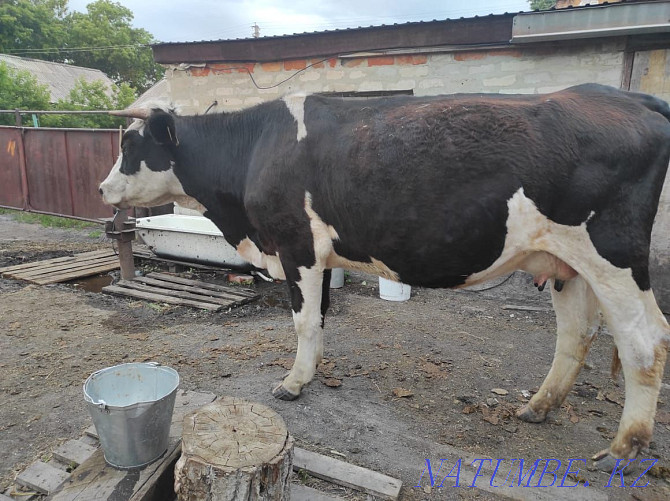 Cattle 4 cows, 2 heifers  - photo 4