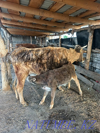 I sell cattle. Cows with calves Ust-Kamenogorsk - photo 2