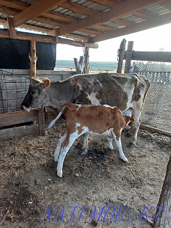 I sell cattle. Cows with calves Ust-Kamenogorsk - photo 3