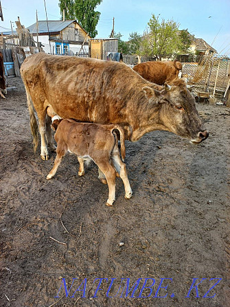 I sell cattle. Cows with calves Ust-Kamenogorsk - photo 1