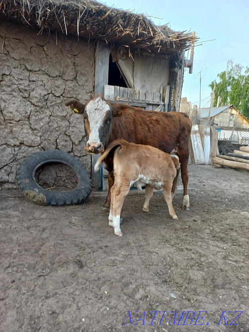 Продам КРС. Коровы с телятами Усть-Каменогорск - изображение 4