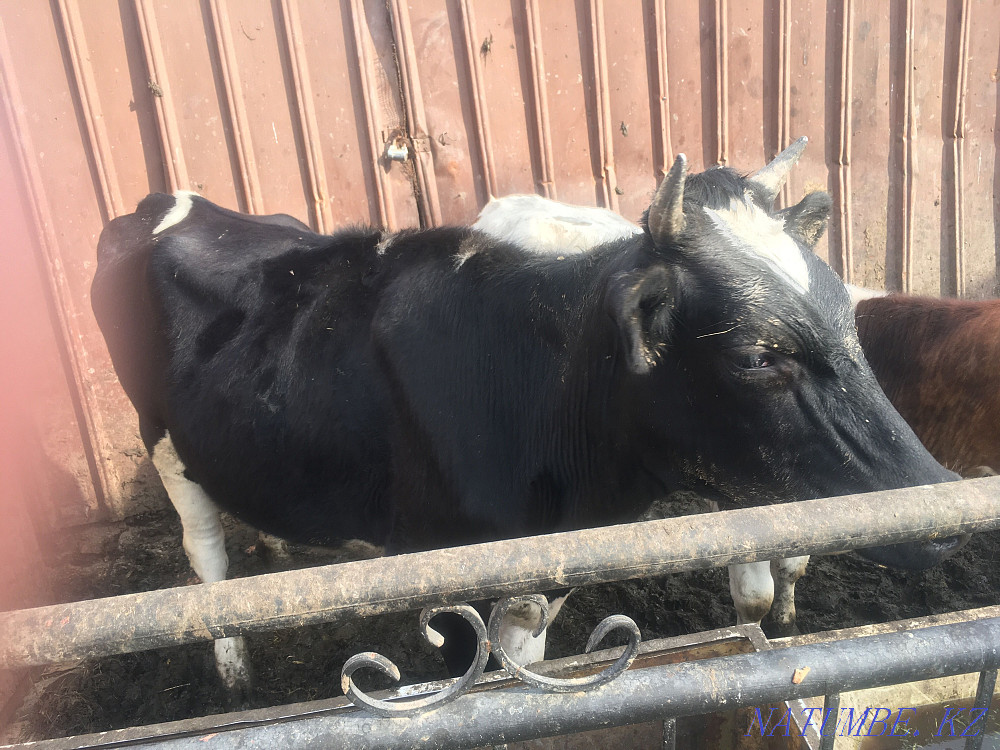 Продам корову ! Алматы - изображение 2