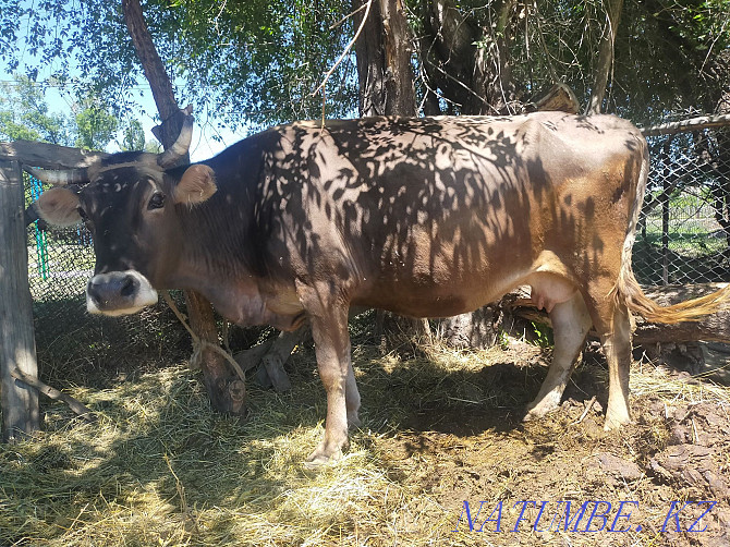 Siyr satam selling a cow Ush-Tyube - photo 1