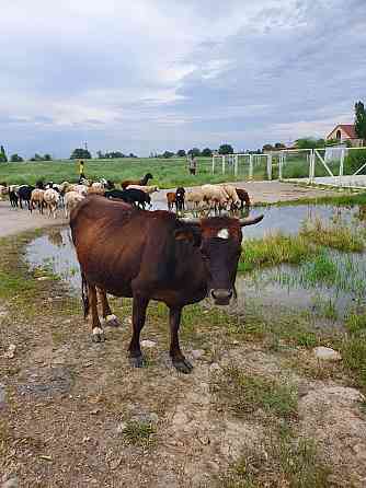 Срочно продам корову 6 лет Qaskeleng