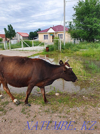 I will urgently sell a cow 6 years old Qaskeleng - photo 3