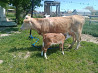 Продам корову( молодая) с теленком( телочка). Цена490тыс 