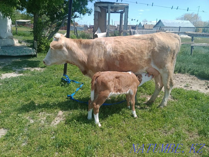 Продам корову( молодая) с теленком( телочка). Цена490тыс  - изображение 1