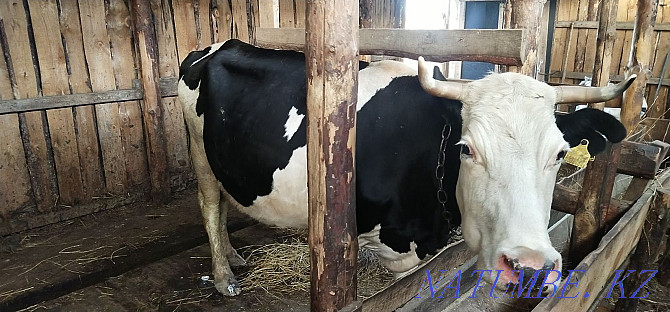 Milk cows 2 heads  - photo 2