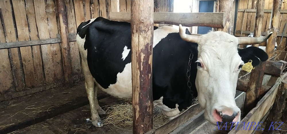 Доиные коровы 2 головы  - изображение 2