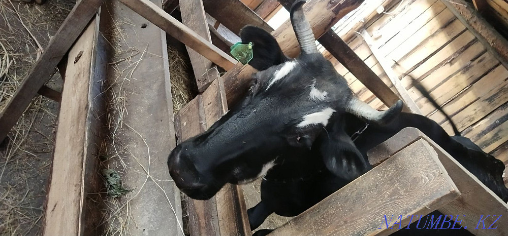 Доиные коровы 2 головы  - изображение 4