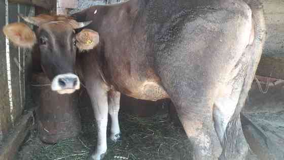 Продам корову маладую не стелная 