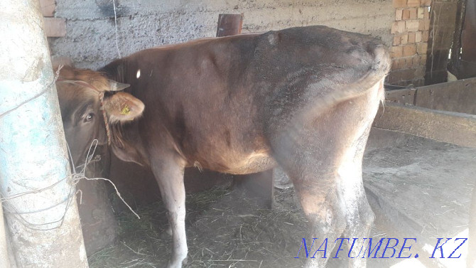 I will sell a young cow not dead  - photo 3