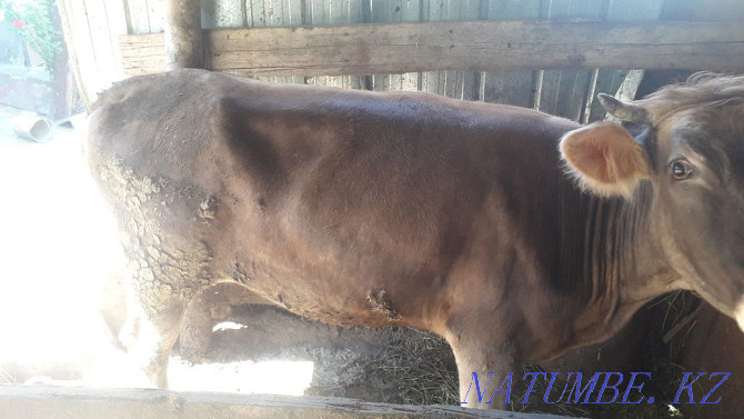 Продам корову маладую не стелная  - изображение 1