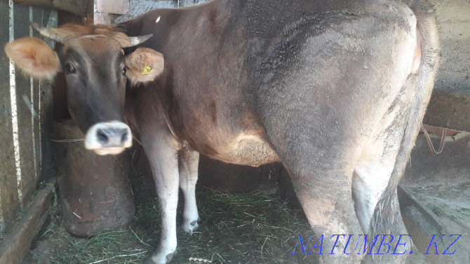 Продам корову маладую не стелная  - изображение 2
