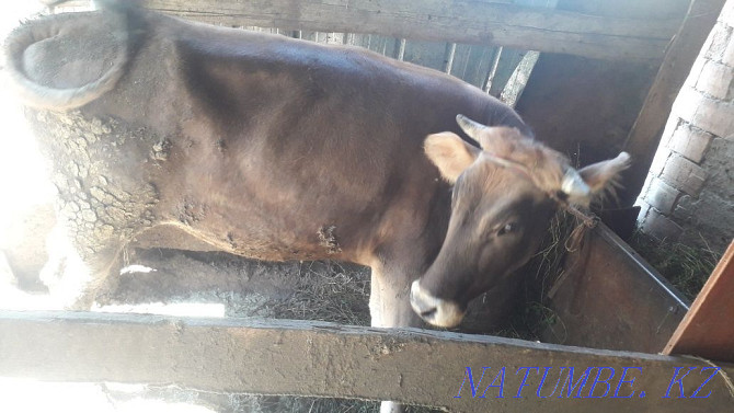 Продам корову маладую не стелная  - изображение 4