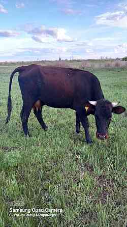Дойные коровы Karagandy