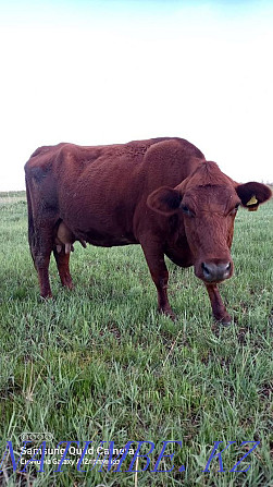 cash cows Karagandy - photo 3