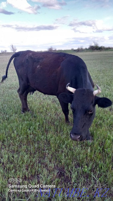 cash cows Karagandy - photo 1