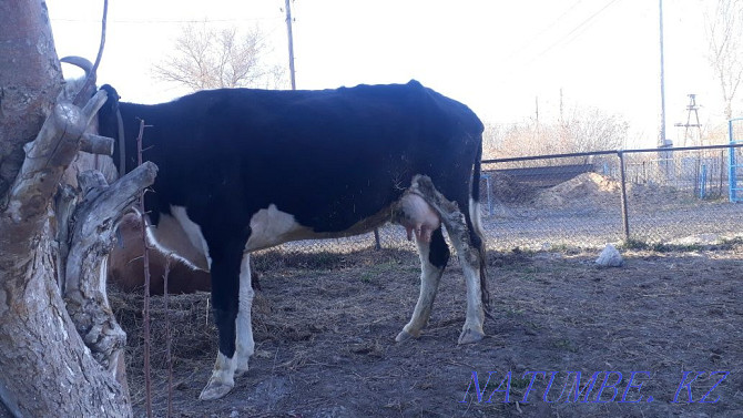A cow for sale for 300,000 tenge is located in a kurminka. there is bargaining Курминское - photo 3