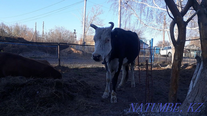 A cow for sale for 300,000 tenge is located in a kurminka. there is bargaining Курминское - photo 1