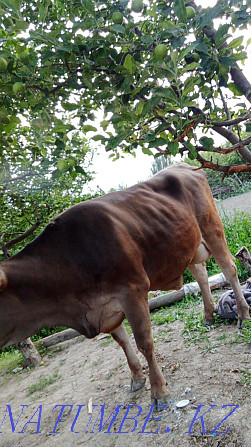 cow for sale  - photo 4