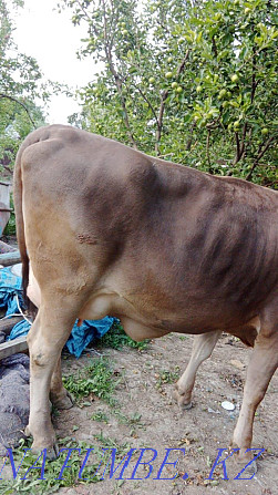 cow for sale  - photo 1