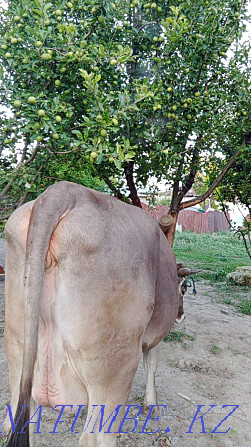 cow for sale  - photo 3